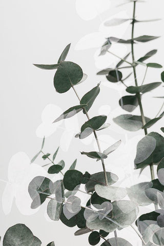 Eucalyptus Creative 03 White Modern Wood Framed Art Print with Double Matting by 1x Studio III