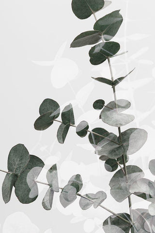 Eucalyptus Creative 04 White Modern Wood Framed Art Print with Double Matting by 1x Studio III