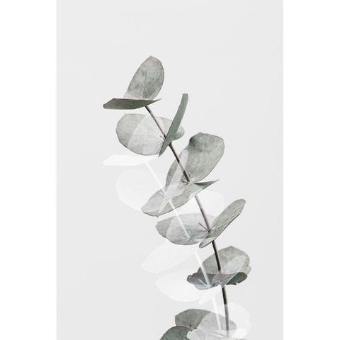 Eucalyptus Creative 05 Black Modern Wood Framed Art Print with Double Matting by 1x Studio III