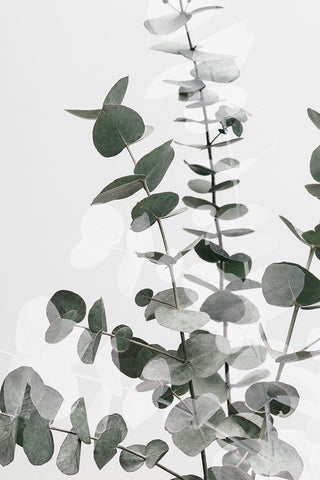 Eucalyptus Creative 06 White Modern Wood Framed Art Print with Double Matting by 1x Studio III