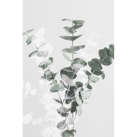 Eucalyptus Creative 07 White Modern Wood Framed Art Print by 1x Studio III