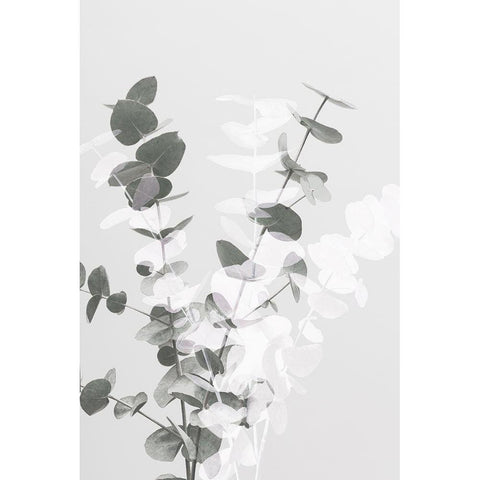 Eucalyptus Creative 08 Black Modern Wood Framed Art Print with Double Matting by 1x Studio III