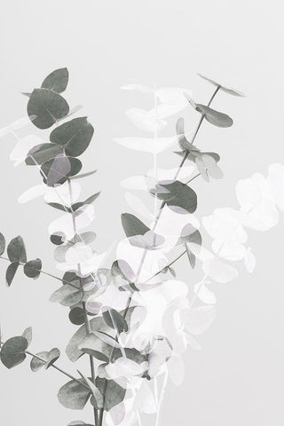 Eucalyptus Creative 08 White Modern Wood Framed Art Print with Double Matting by 1x Studio III