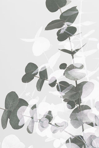 Eucalyptus Creative 09 White Modern Wood Framed Art Print with Double Matting by 1x Studio III