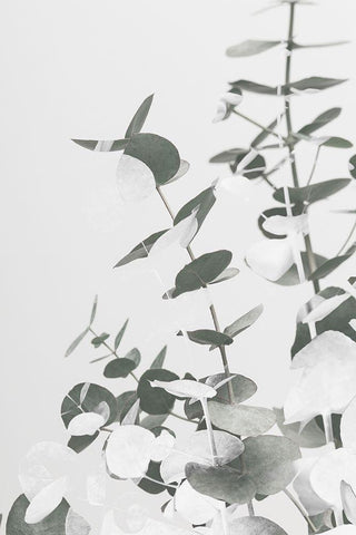 Eucalyptus Creative 10 White Modern Wood Framed Art Print with Double Matting by 1x Studio III