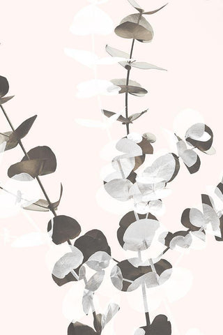 Eucalyptus Creative 12 Black Ornate Wood Framed Art Print with Double Matting by 1x Studio III