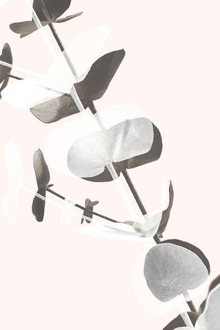 Eucalyptus Creative 13 White Modern Wood Framed Art Print with Double Matting by 1x Studio III