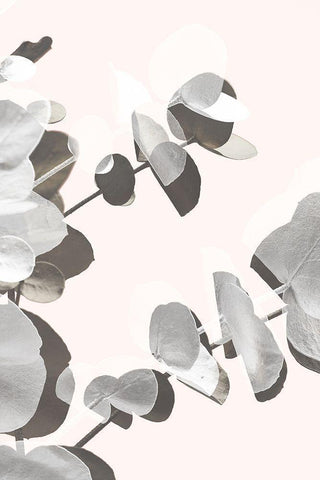 Eucalyptus Creative 14 White Modern Wood Framed Art Print with Double Matting by 1x Studio III