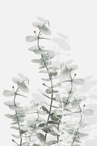 Eucalyptus Creative 15 White Modern Wood Framed Art Print with Double Matting by 1x Studio III