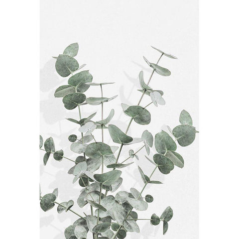 Eucalyptus Creative 16 Gold Ornate Wood Framed Art Print with Double Matting by 1x Studio III