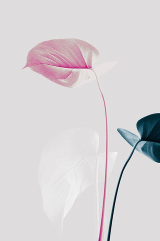 Monstera Creative 24 White Modern Wood Framed Art Print with Double Matting by 1x Studio III