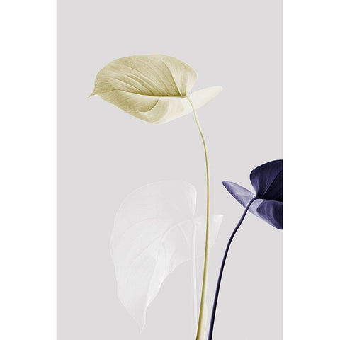 Monstera Creative 23 Black Modern Wood Framed Art Print with Double Matting by 1x Studio III