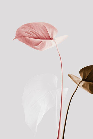 Monstera Creative 21 Black Ornate Wood Framed Art Print with Double Matting by 1x Studio III