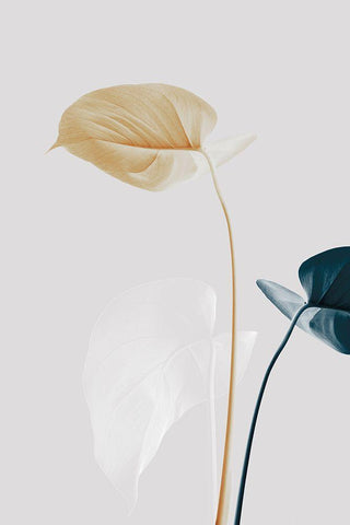 Monstera Creative 20 Black Ornate Wood Framed Art Print with Double Matting by 1x Studio III