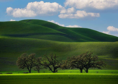 Bliss Black Ornate Wood Framed Art Print with Double Matting by Sapkal, Tanmay