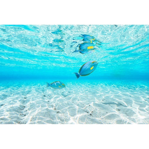 Blue Lagoon Black Modern Wood Framed Art Print with Double Matting by Gabriel, Barathieu