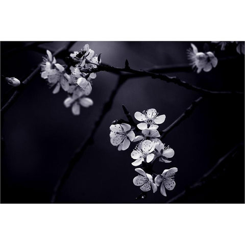 Qpetite Fleur De Mes Nuitsq Black Modern Wood Framed Art Print with Double Matting by CelineM