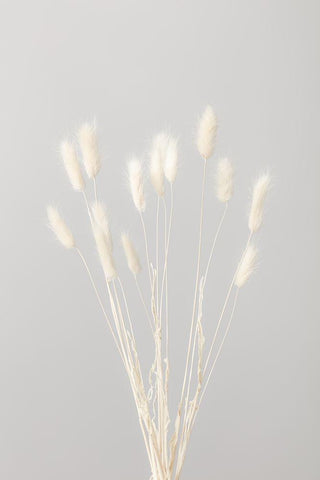 Bunny Grass No 1 Black Ornate Wood Framed Art Print with Double Matting by 1x Studio III