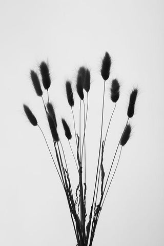 Bunny Grass No 2 White Modern Wood Framed Art Print with Double Matting by 1x Studio III