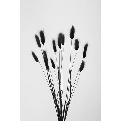 Bunny Grass No 2 Black Modern Wood Framed Art Print by 1x Studio III