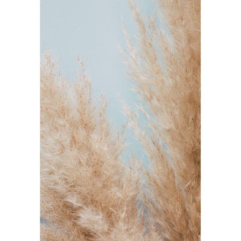 Pampas Close 01 White Modern Wood Framed Art Print by 1x Studio III