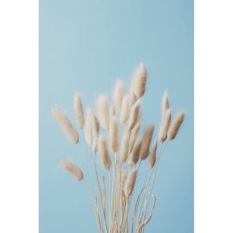 Bunny Grass No 3 Black Modern Wood Framed Art Print with Double Matting by 1x Studio III