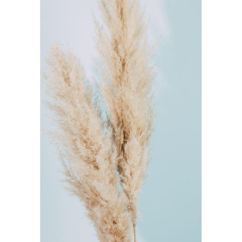 Pampas Grass Blue 02 Black Modern Wood Framed Art Print by 1x Studio III
