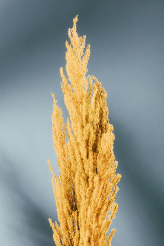 Yellow Grass Blue Black Ornate Wood Framed Art Print with Double Matting by 1x Studio III