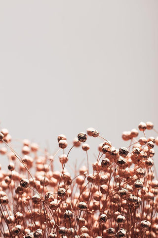 Dried Grass Copper 04 White Modern Wood Framed Art Print with Double Matting by 1x Studio III