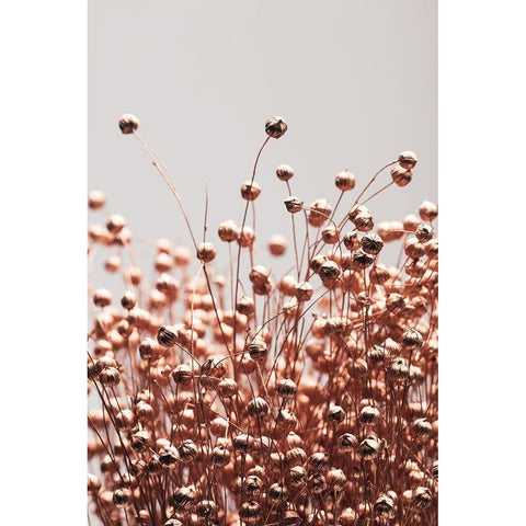 Dried Grass Copper 05 Black Modern Wood Framed Art Print with Double Matting by 1x Studio III