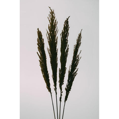 Dried Grass Black Modern Wood Framed Art Print with Double Matting by 1x Studio III