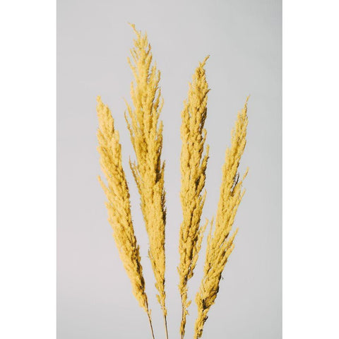 Yellow Grass Black Modern Wood Framed Art Print with Double Matting by 1x Studio III