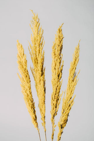 Yellow Grass White Modern Wood Framed Art Print with Double Matting by 1x Studio III