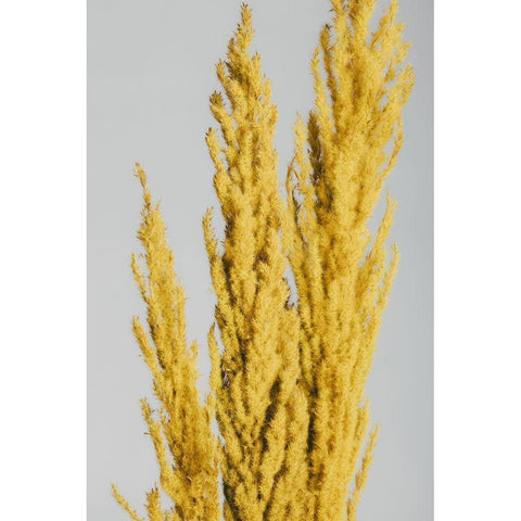 Yellow Grass Close White Modern Wood Framed Art Print by 1x Studio III