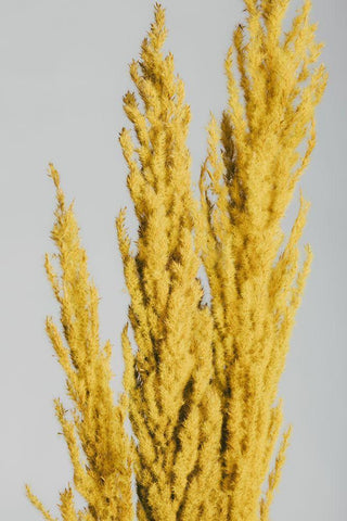 Yellow Grass Close Black Ornate Wood Framed Art Print with Double Matting by 1x Studio III