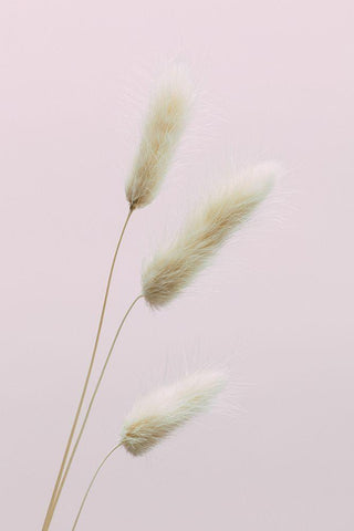 Bunny Grass Pink 03 Black Ornate Wood Framed Art Print with Double Matting by 1x Studio III