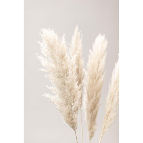 Pampas Grass Grey 02 Gold Ornate Wood Framed Art Print with Double Matting by 1x Studio III