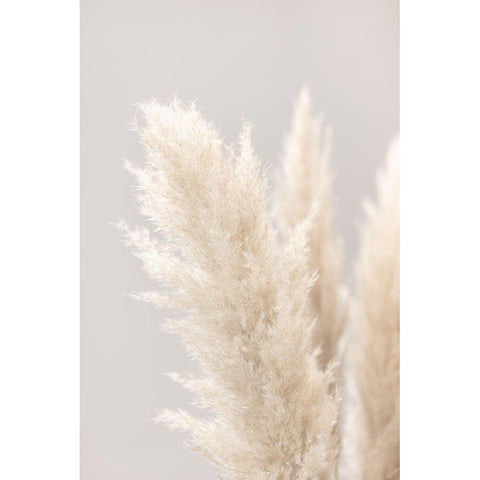 Pampas Grass Grey 03 Black Modern Wood Framed Art Print with Double Matting by 1x Studio III