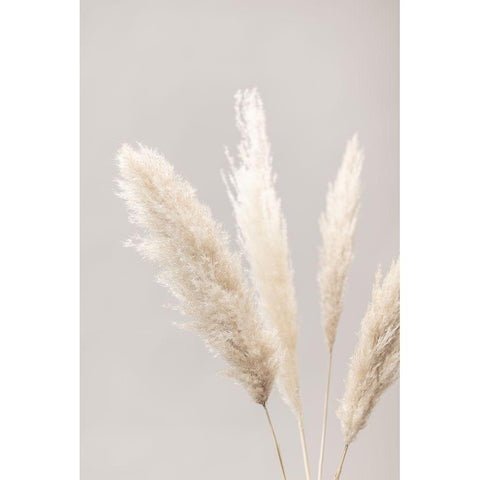 Pampas Grass Grey 06 White Modern Wood Framed Art Print by 1x Studio III