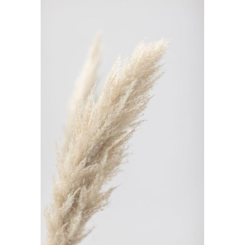 Pampas Grass Grey 07 Black Modern Wood Framed Art Print by 1x Studio III