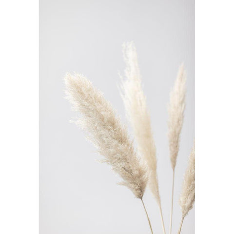 Pampas Grass Grey 08 Black Modern Wood Framed Art Print by 1x Studio III
