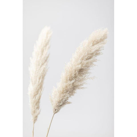 Pampas Grass Grey 12 Black Modern Wood Framed Art Print by 1x Studio III