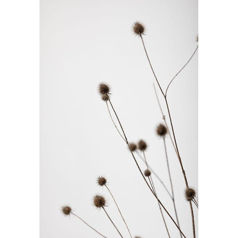Thistle Grey 01 White Modern Wood Framed Art Print by 1x Studio III