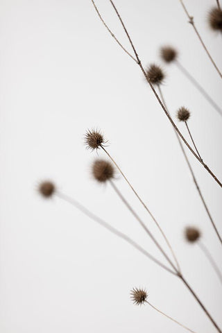 Thistle Grey 02 White Modern Wood Framed Art Print with Double Matting by 1x Studio III