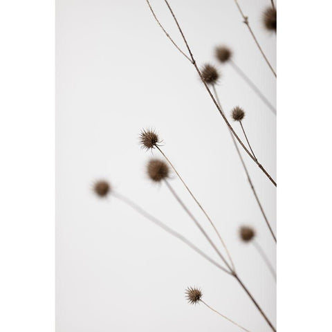 Thistle Grey 02 White Modern Wood Framed Art Print by 1x Studio III