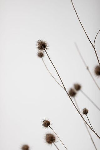 Thistle Grey 03 White Modern Wood Framed Art Print with Double Matting by 1x Studio III