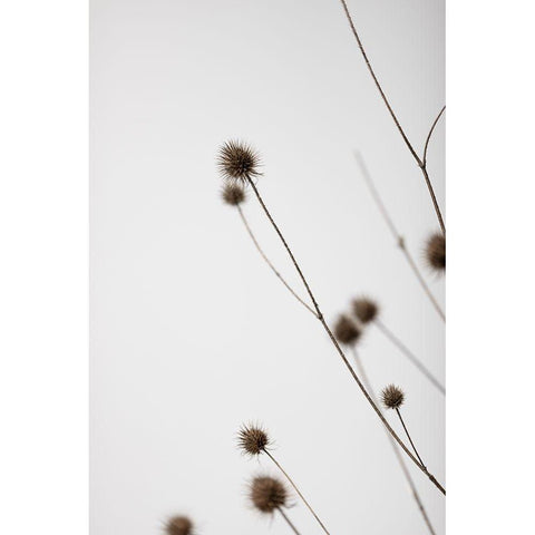 Thistle Grey 03 Black Modern Wood Framed Art Print with Double Matting by 1x Studio III