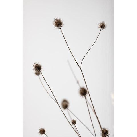 Thistle Grey 04 Black Modern Wood Framed Art Print with Double Matting by 1x Studio III