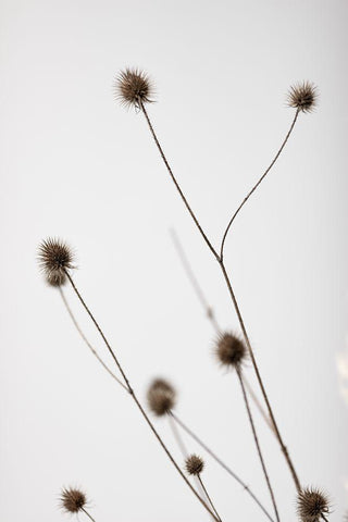 Thistle Grey 04 White Modern Wood Framed Art Print with Double Matting by 1x Studio III