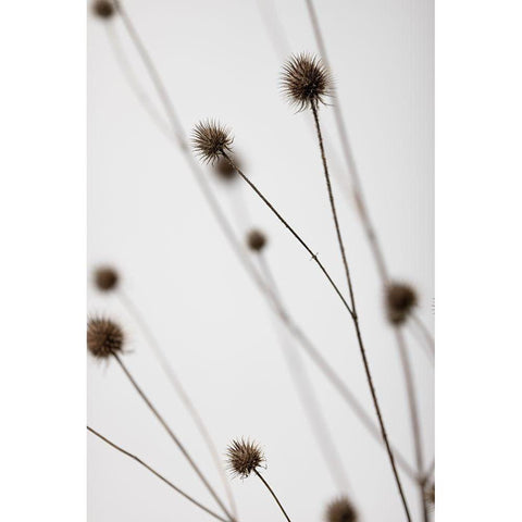 Thistle Grey 05 White Modern Wood Framed Art Print by 1x Studio III